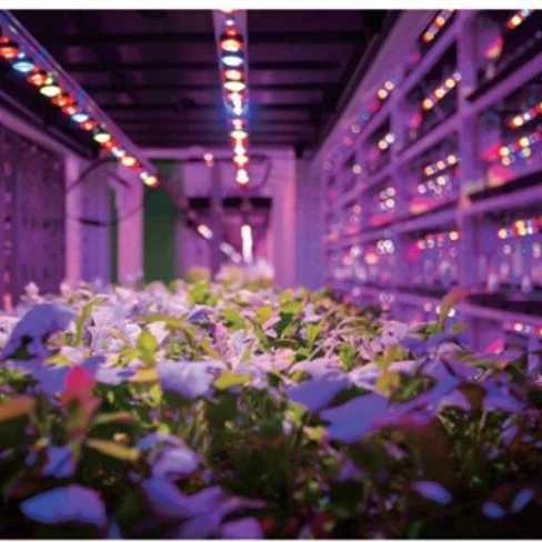 Horticulture Lighting